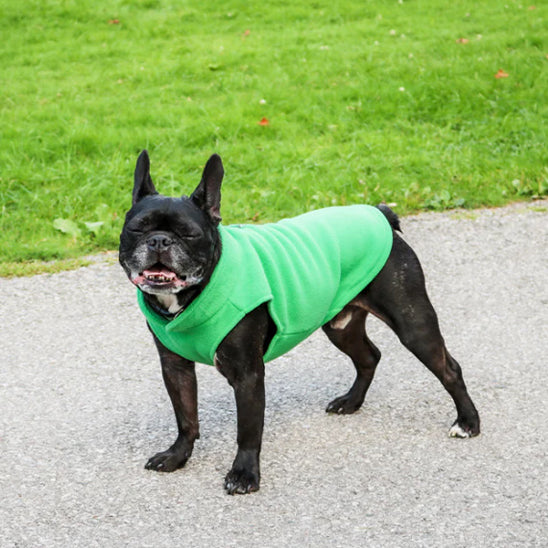 bulldog-francais-en-promenade-avec-manteau-chien-vert