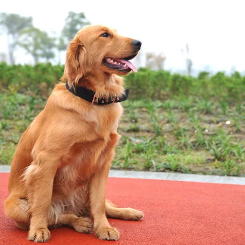Collier chien | BigBoy - Les Plaisirs Canins