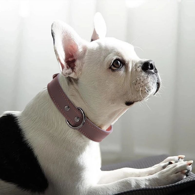 Collier chien cuir | BougyDoggy - Les Plaisirs Canins