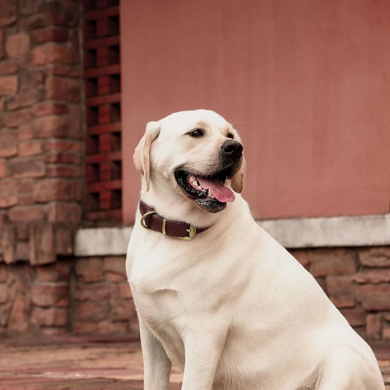 Collier chien cuir | BougyDoggy - Les Plaisirs Canins
