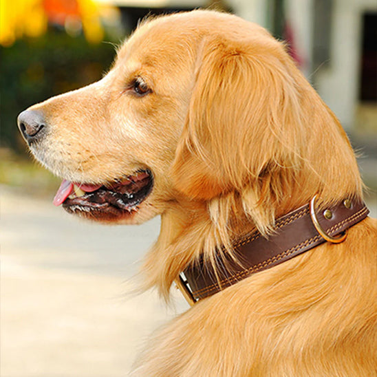 Golden retriever portant un collier chien cuir marron élégant