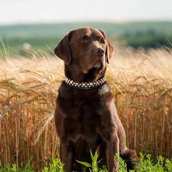 Labrador marron assis dans un champ portant un collier chien cuir noir décoré de clous dorés