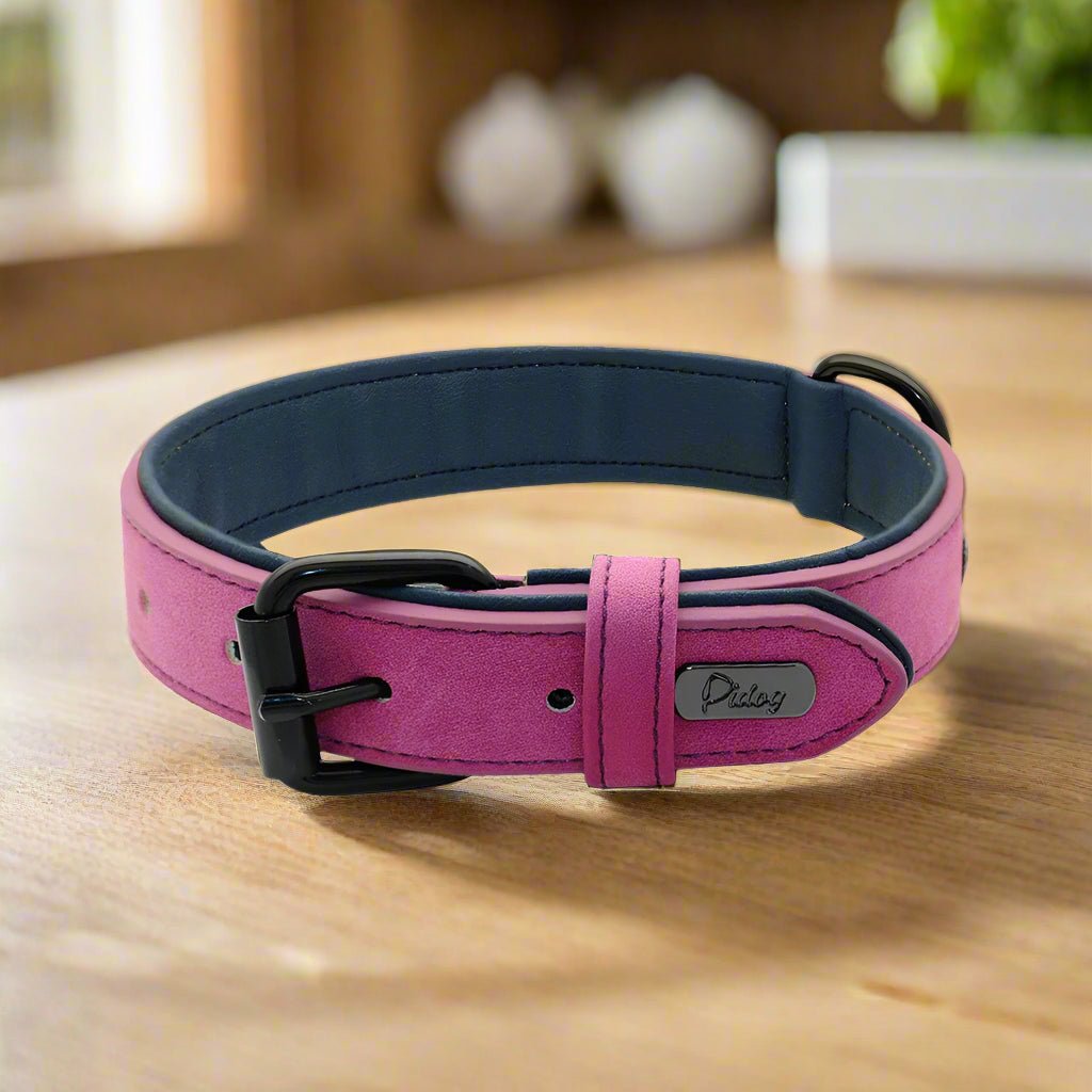 collier chien violet et bleu