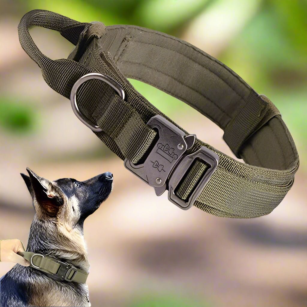 Collier chien | TactikDog - Les Plaisirs Canins