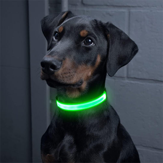 Doberman portant un collier lumineux chien vert assis dans un intérieur sombre