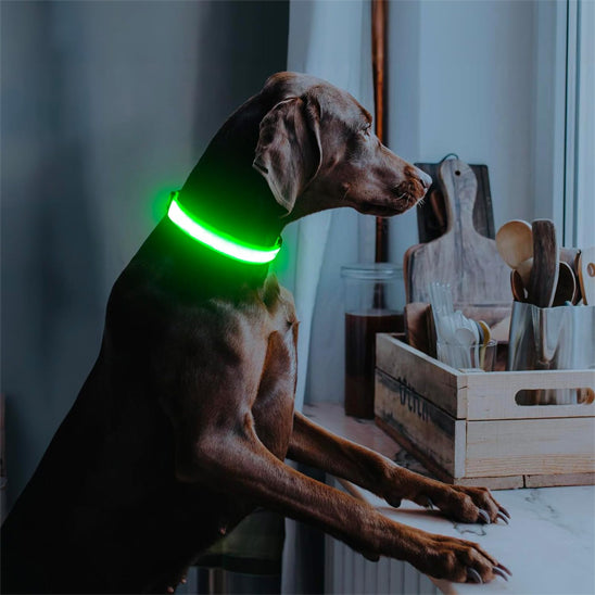 Doberman marron portant un collier lumineux chien vert prĂšs dâune fenĂȘtre