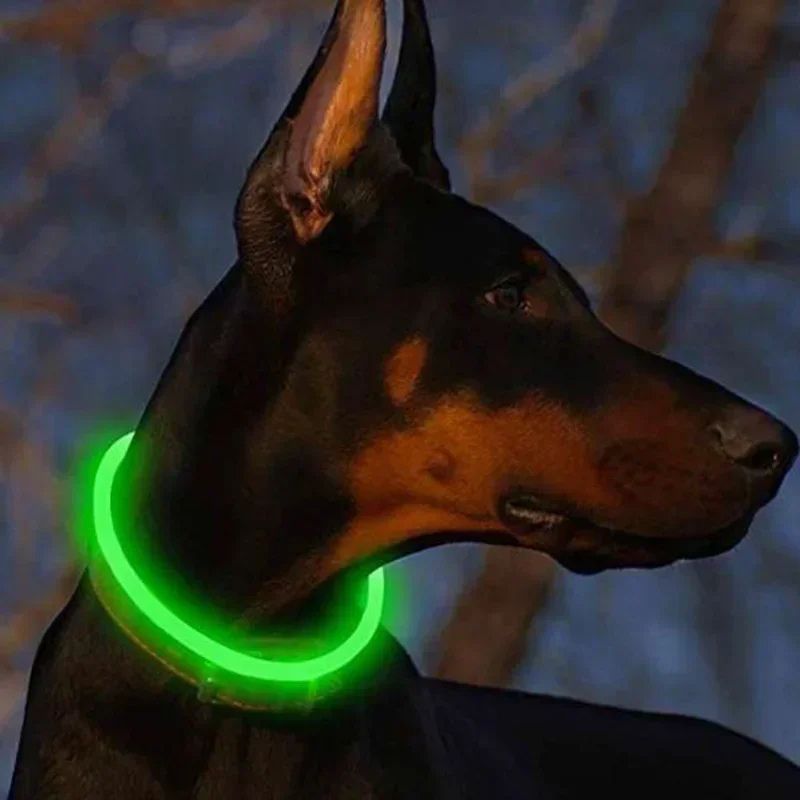 doberman dehors avec son collier lumineux chien vert