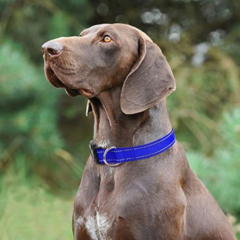 Collier pour chien | LilLumineux - Les Plaisirs Canins