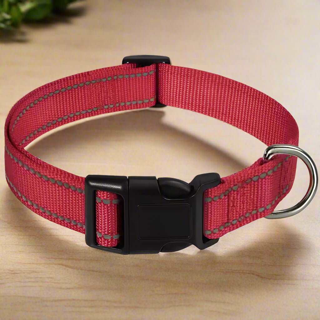 Collier pour chien | LilLumineux - Les Plaisirs Canins