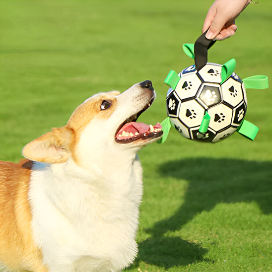 corgi balle pour chien interactive exterieur avec maitre