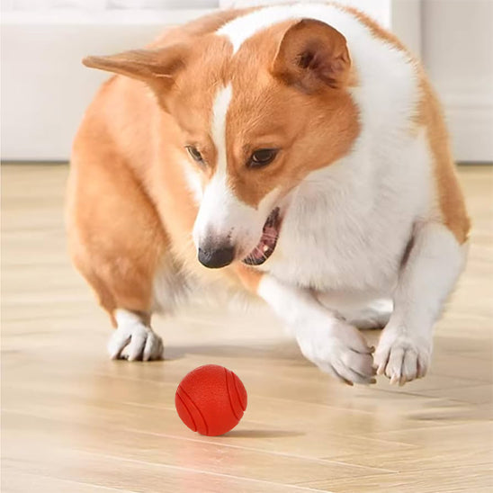 corgi-jouet-indestructible-chien-orange-au-sol