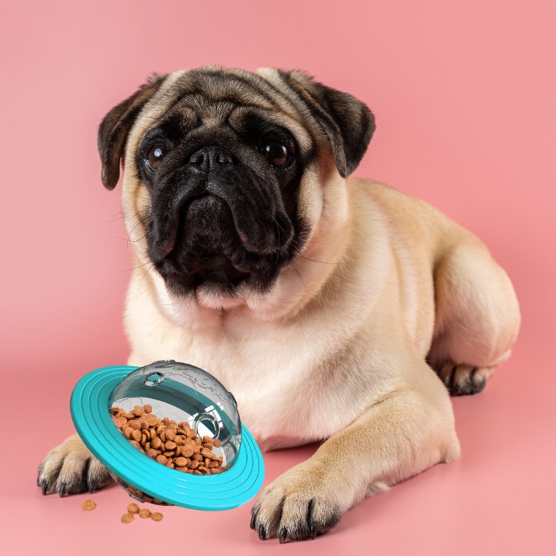 Carlin-Avec-Son-Distributeur-De-Croquettes-Pour-Chien-Bleu