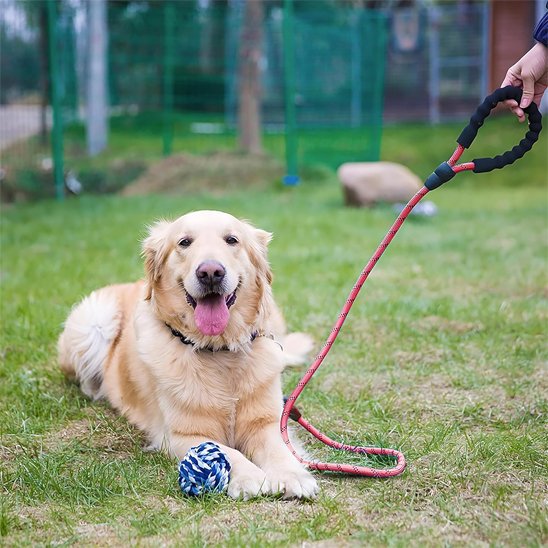 Golden coucher dans l'herbe avec sa laisse pour chien en corde avec poignée confortable