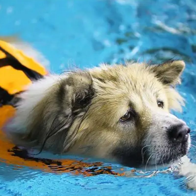 Gilet de sauvetage pour chien | ReflectiveLifeVest - Les Plaisirs Canins