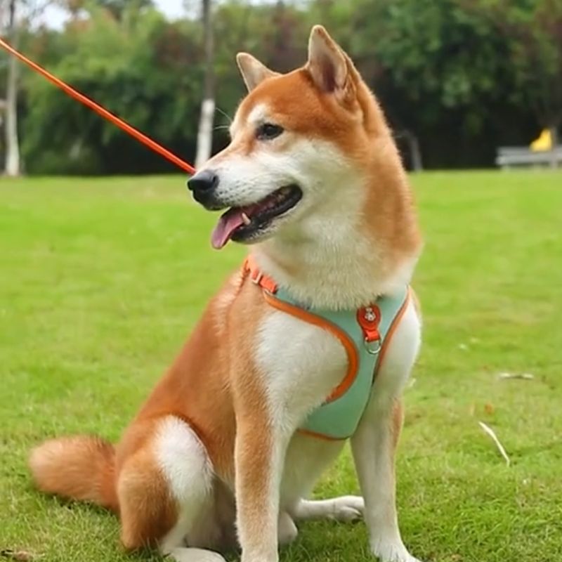 Harnais chien | PupPuppies - Les Plaisirs Canins