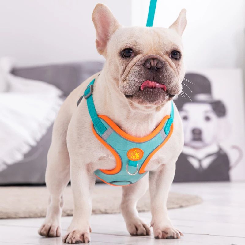 Harnais chien | PupPuppies - Les Plaisirs Canins