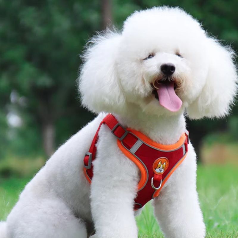 Harnais chien | PupPuppies - Les Plaisirs Canins