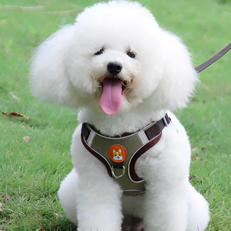 Harnais chien | PupPuppies - Les Plaisirs Canins