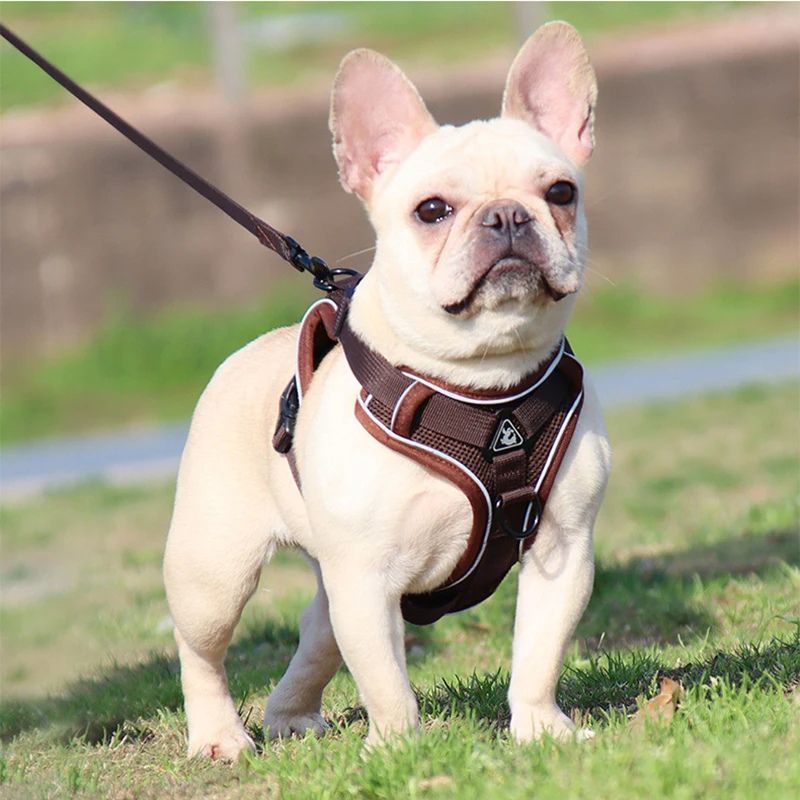Harnais pour chien | PetitPuppy - Les Plaisirs Canins