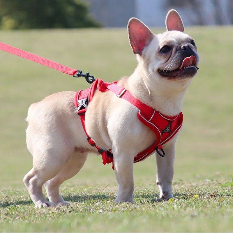 Harnais pour chien | PetitPuppy - Les Plaisirs Canins