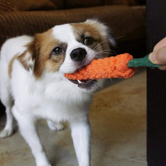 Jouet indestructible chien | CarotteRésistante - Les Plaisirs Canins