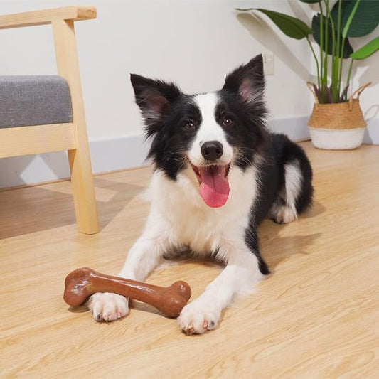 Border collie coucher avec son jouet indestructible pour chien