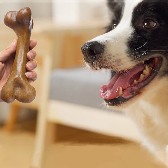 Jouet indestructible pour chien | MasticTonOs - Les Plaisirs Canins