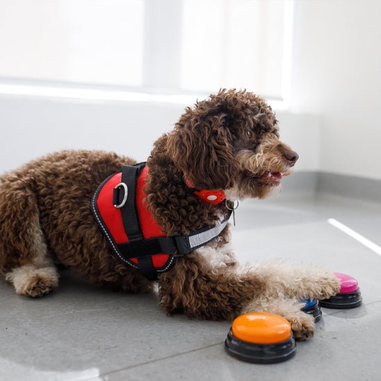 Jouet pour chien | Bouton de communication - Les Plaisirs Canins