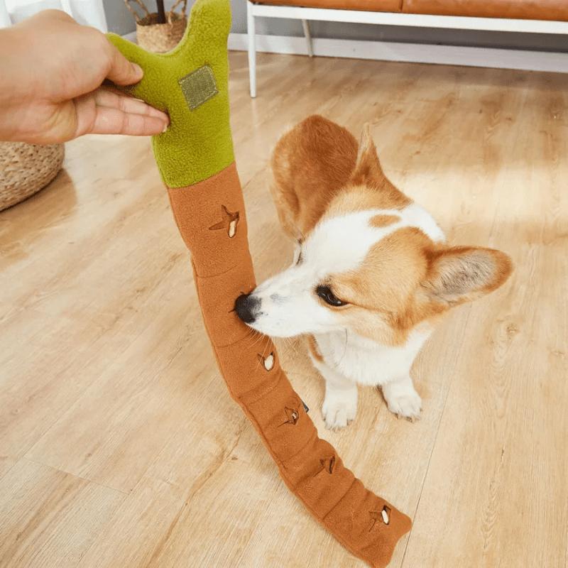 Corgi et son maitre qui joue son jouet pour chien