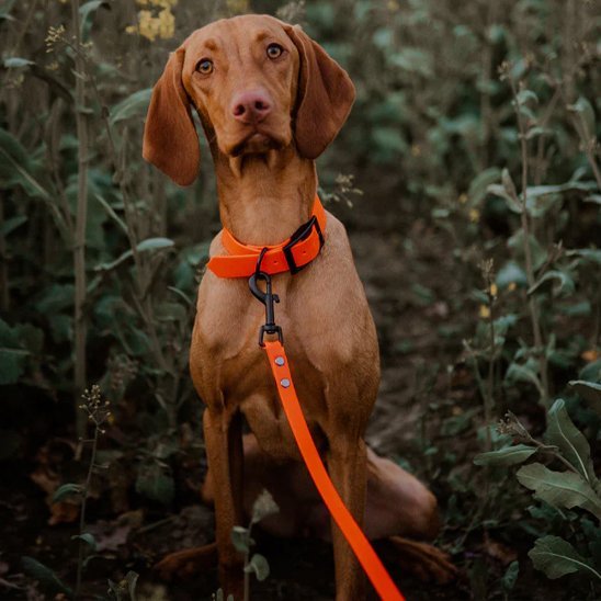 Laisse pour chien | ErgoAqua - Les Plaisirs Canins