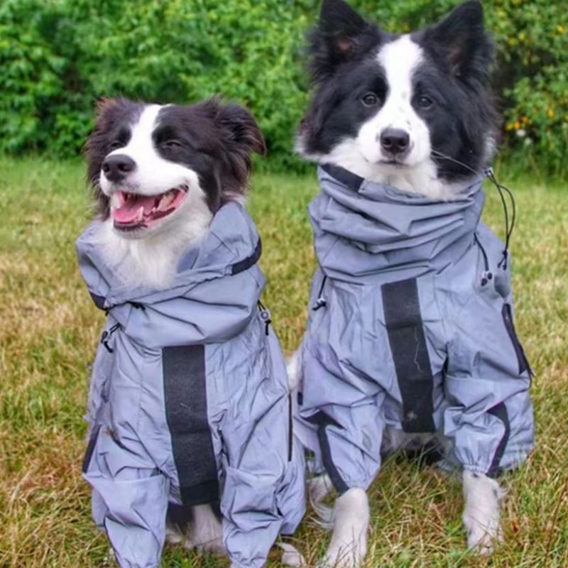 border-collie-avec-manteau-pour-chien-impermeable-en-exterieur