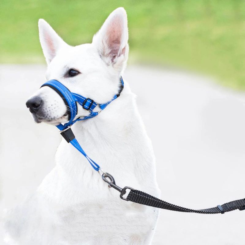 chien-blanc-museliere-pour-chien-bleu