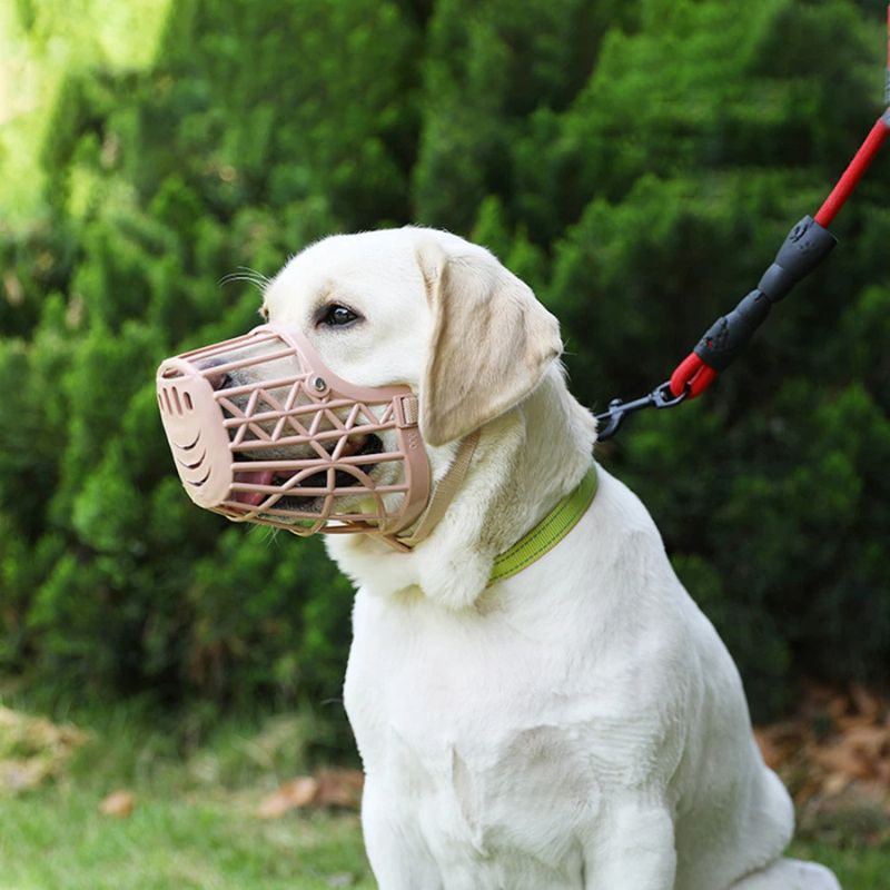 labrador-dehors-museliere-pour-chien-rose