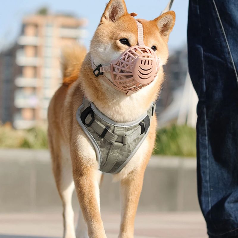 shiba-inu-en-promenade-museliere-pour-chien-rose