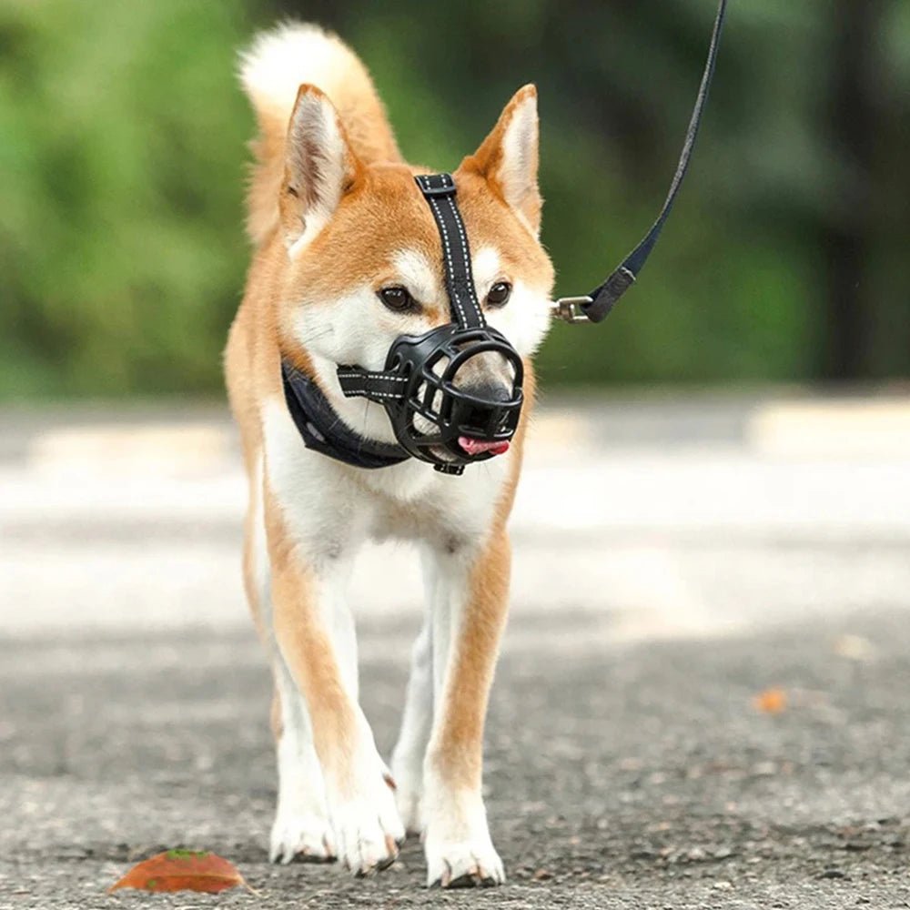 shiba-inu-en-promenade-avec-museliere-pour-chien-noire