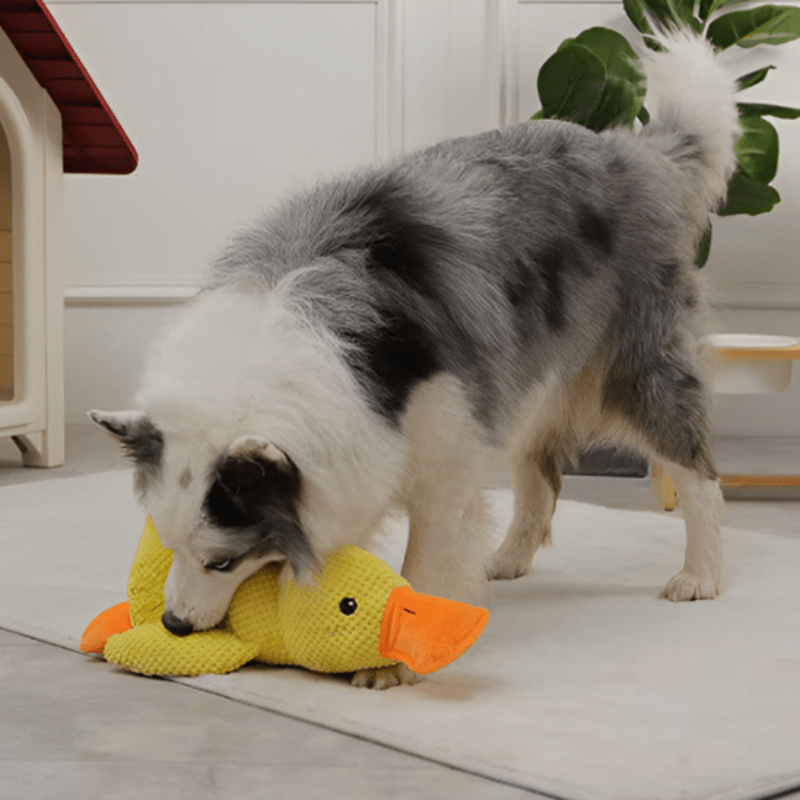 berger australien qui joue avec sa peluche pour chien canard jaune