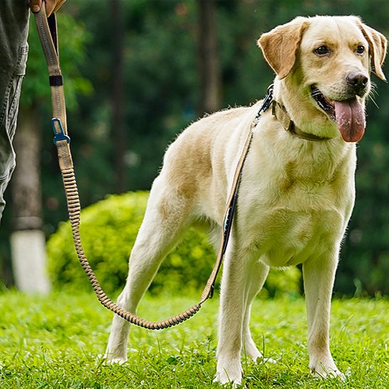 Jeune labrador dehors avec sa laisse pour chien anti-traction adaptée aux grands chiens