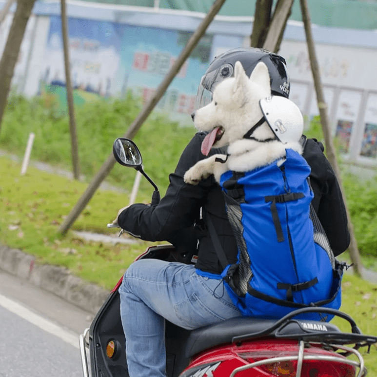 chien blanc en promenade en moto dans son sac Ă dos chien avec son maitre