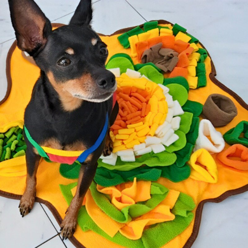pinscher assis sur son tapis de fouille chien