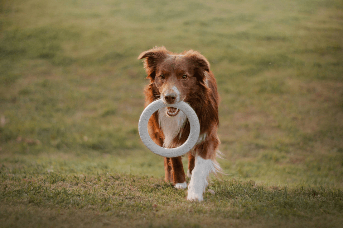 10 jouets pour occuper votre chien - Les Plaisirs Canins