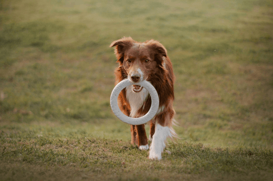 10 jouets pour occuper votre chien - Les Plaisirs Canins