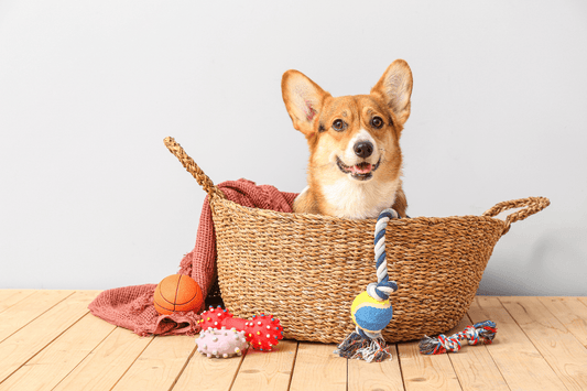 Comment bien choisir un jouet pour mon chien? - Les Plaisirs Canins