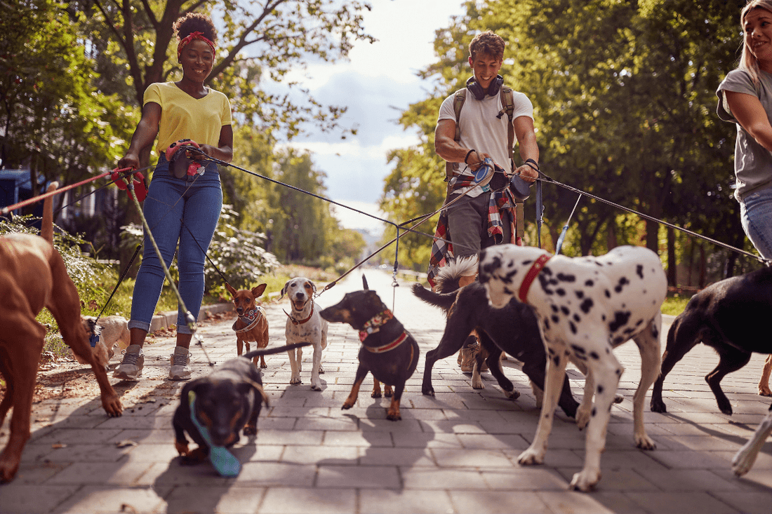 Le guide complet pour choisir la meilleure laisse pour chien - Les Plaisirs Canins