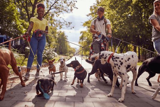 Le guide complet pour choisir la meilleure laisse pour chien - Les Plaisirs Canins