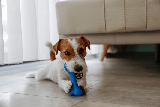 Quel est le meilleur jouet indestructible? - Les Plaisirs Canins