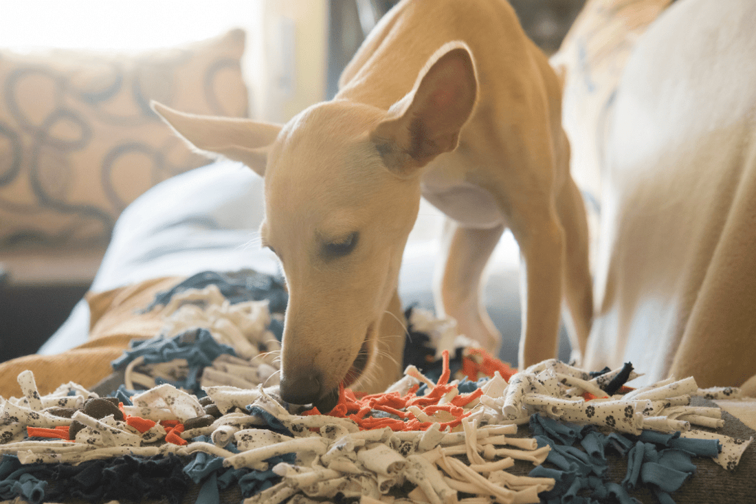 Votre chien s’ennuie ? Découvrez les bienfaits du tapis de fouille - Les Plaisirs Canins