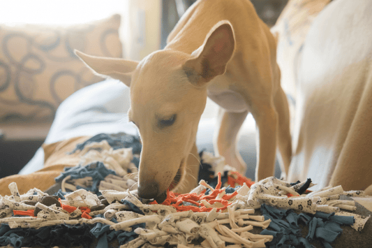 Votre chien s’ennuie ? Découvrez les bienfaits du tapis de fouille - Les Plaisirs Canins