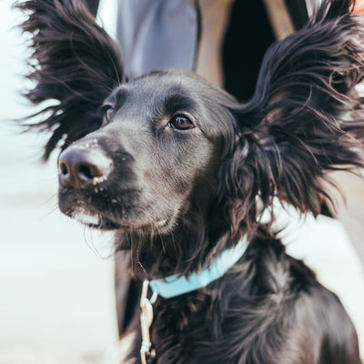 Collier chien - Les Plaisirs Canins
