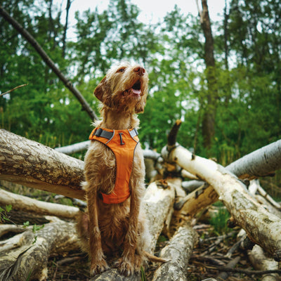 Harnais chien - Les Plaisirs Canins