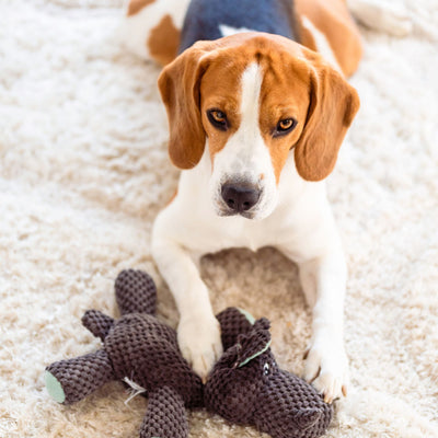 Jouet pour chien - Les Plaisirs Canins
